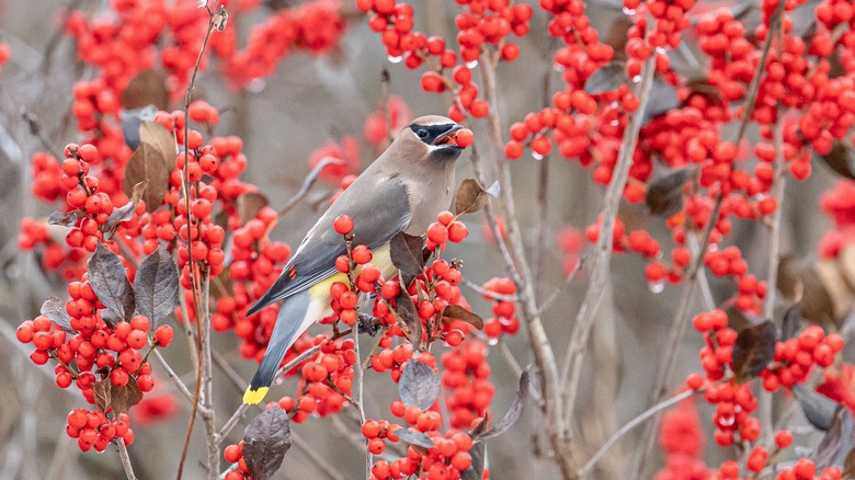 A cheeky little cedar waxwing feasts on red fruits of a winterberry tree.