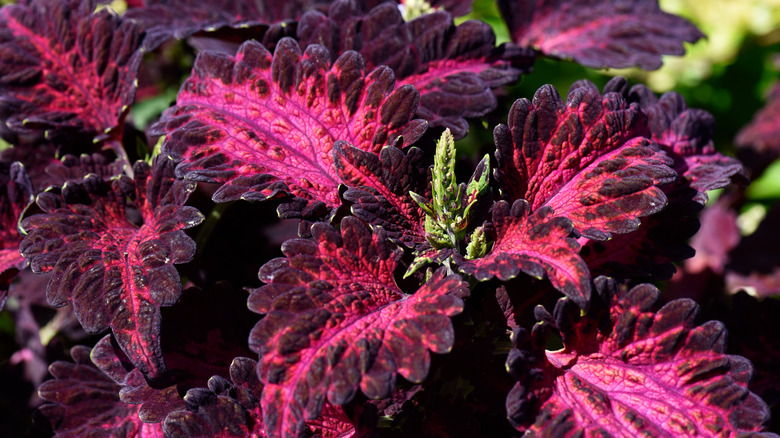 black and red coleus