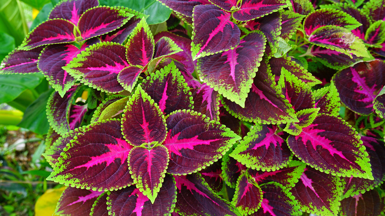 purple, pink, and green coleus