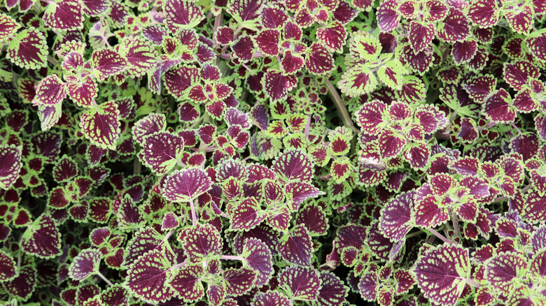 bright green and purple coleus