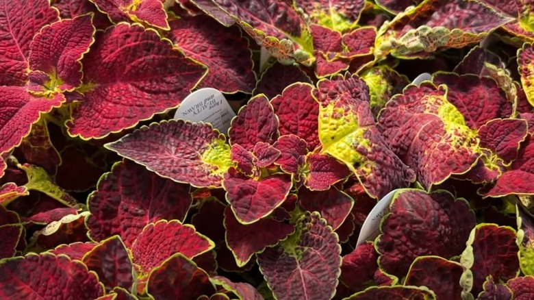 dark red and bright green coleus leaves