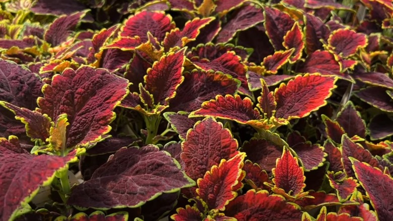 bright green and dark red coleus 