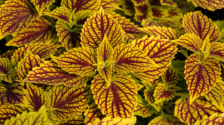 bright yellow and dark red coleus