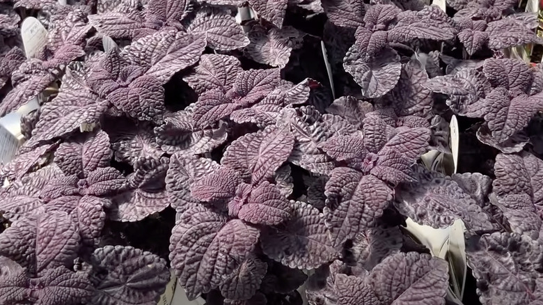 black coleus leaves