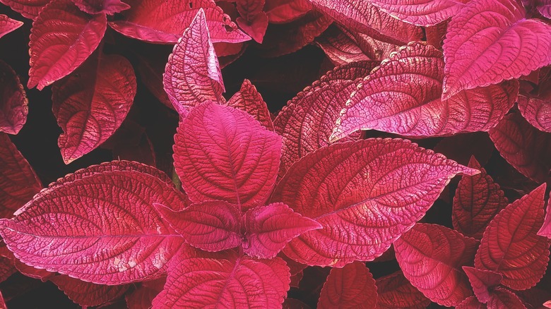 close up of red coleus