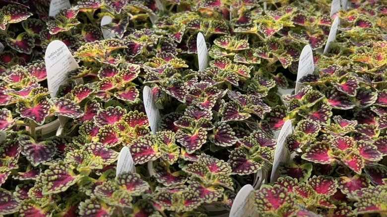 small pink and green coleus leaves