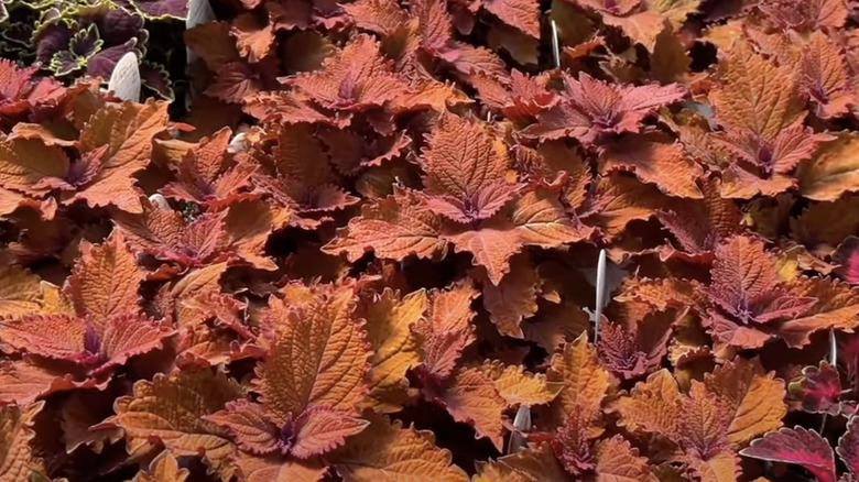 close up of wicked hot coleus