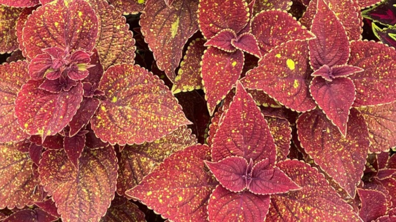 red and yellow coleus plant