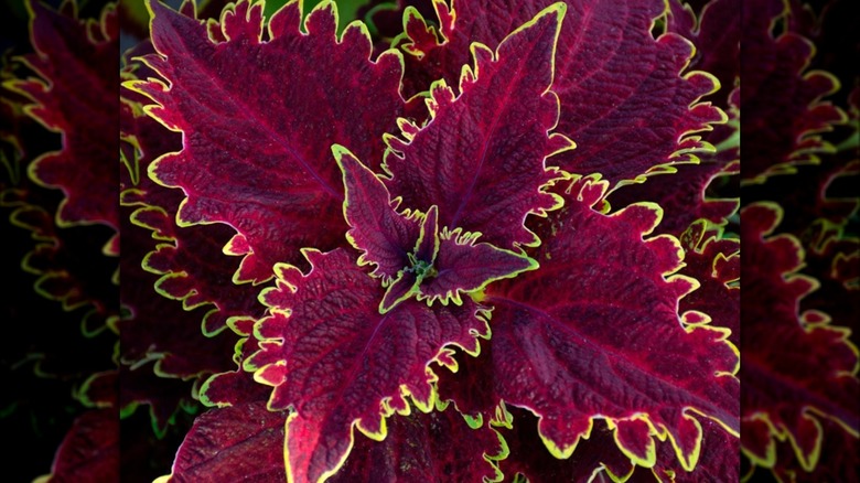 magenta and yellow-green coleus leaves