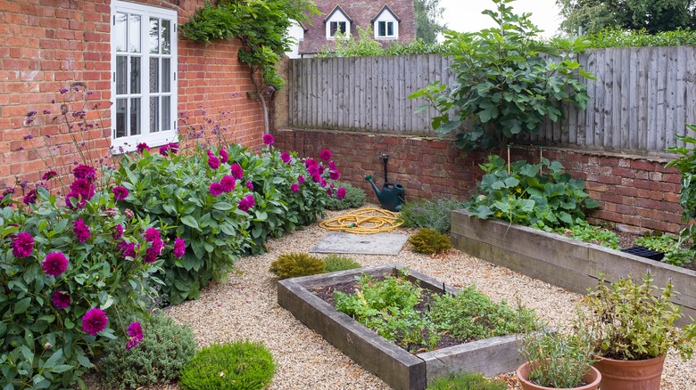 Peonies in brick courtyard