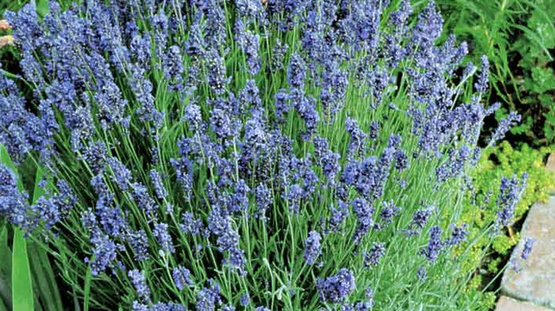 lady lavender