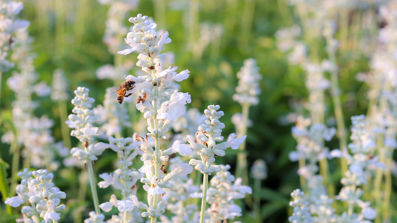 white lavender