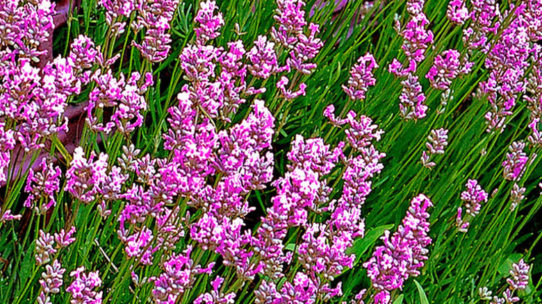 London pink lavender