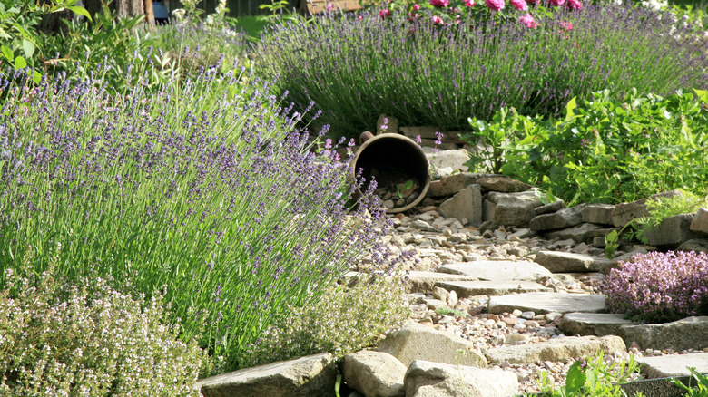 lavender in country garden