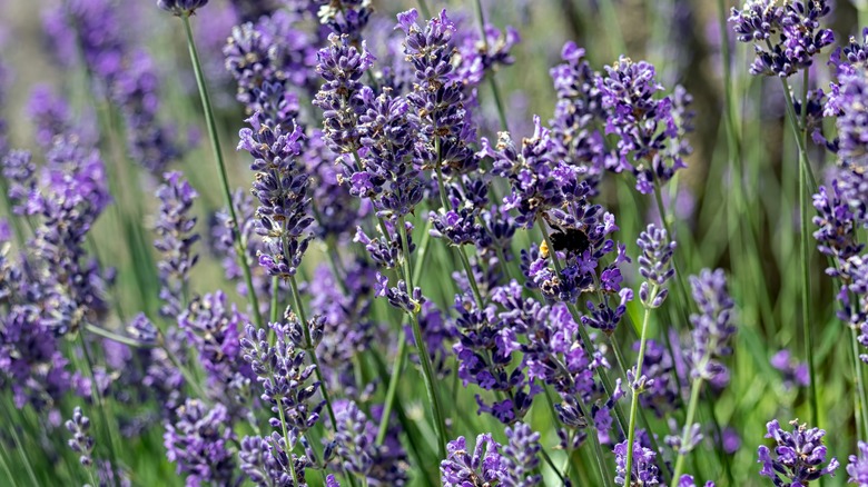 munstead lavender