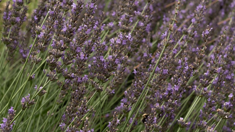 phenomenal lavender