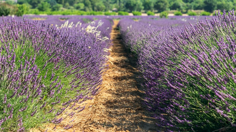 grosso French lavender