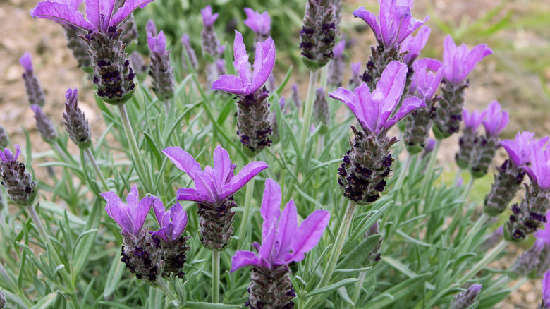 spanish lavender