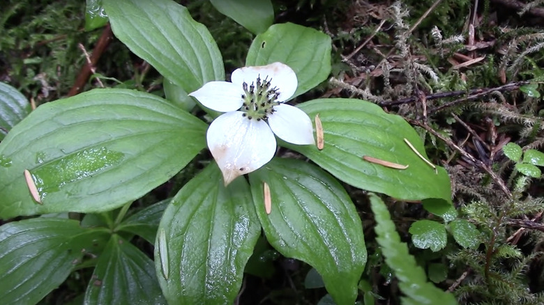 creeping dogwood flower in forest