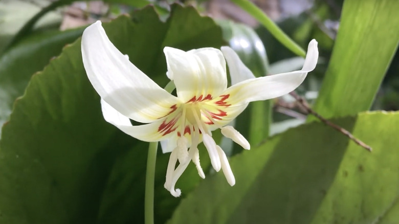 white erythroniums single flower