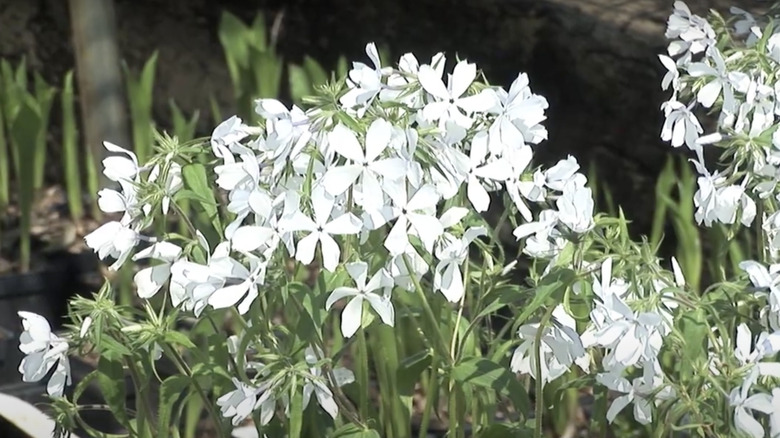 may breeze woodland phlox flowers