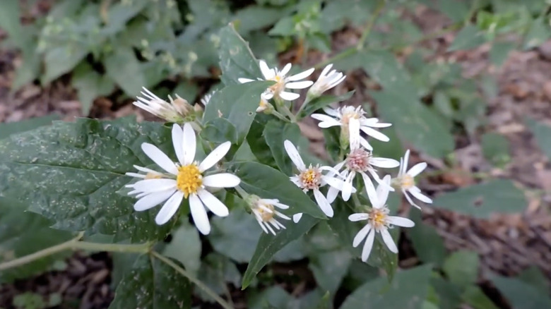 wild white wood aster flowers