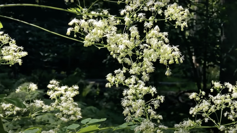 tall meadow rue flowers