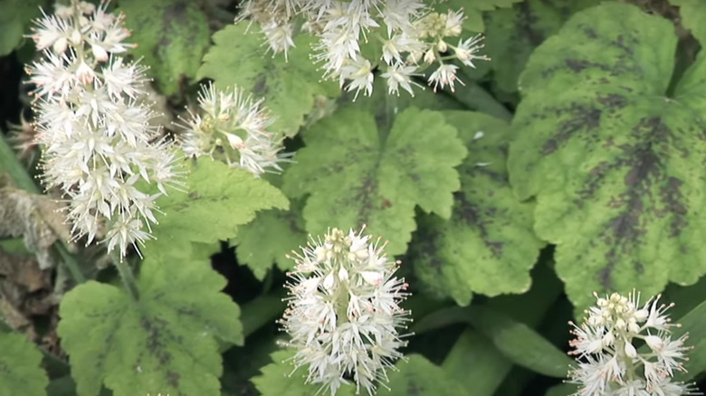 white foamflowers with leaves
