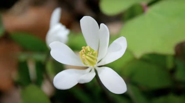 white twinleaf flower close up