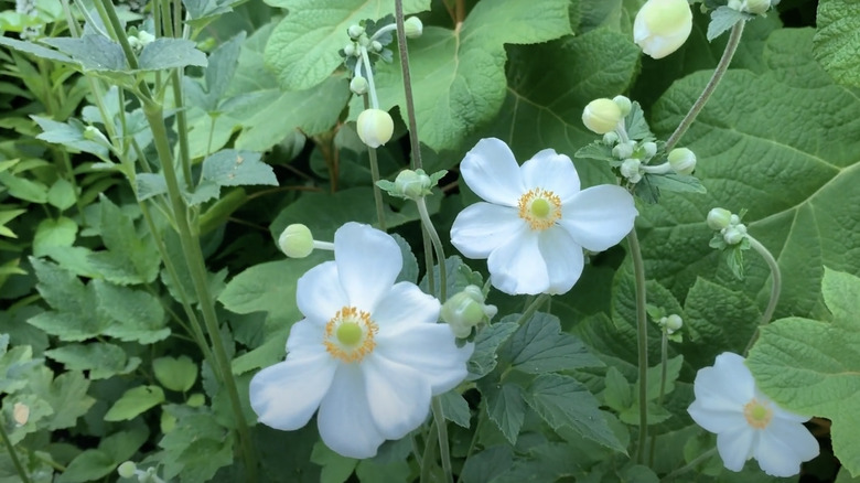 white autumn anemones flowers