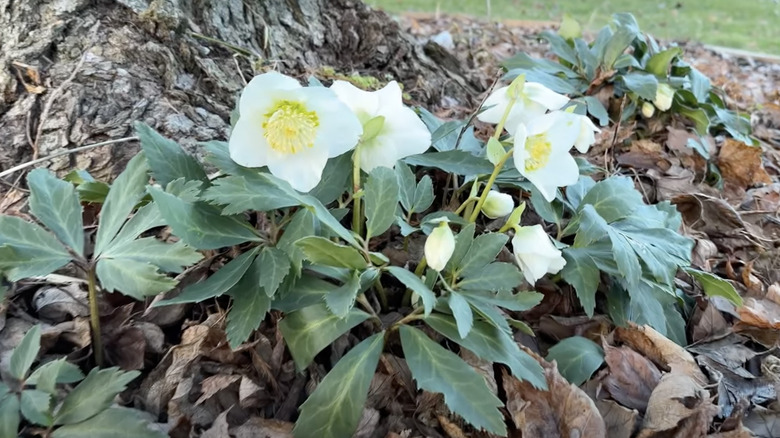 wild white snowbell flowers