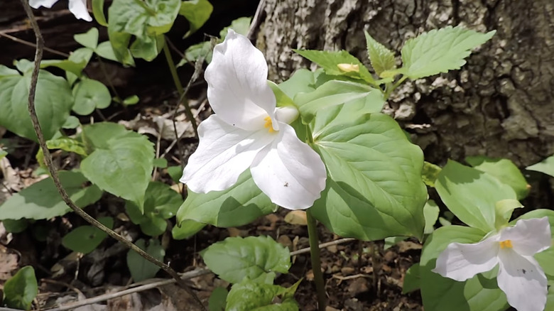 great white trillium flowers forest