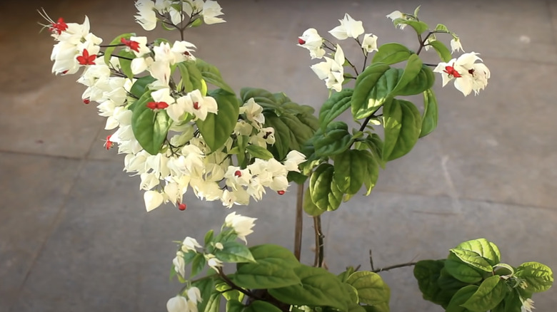 white bleeding heart flowers