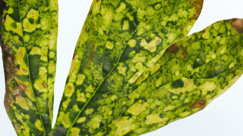 Tobacco Rattle Virus on leaves
