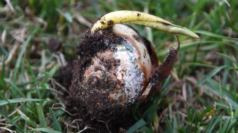 moldy tulip bulb