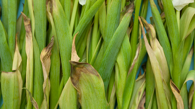 tulip leaves with brown tips