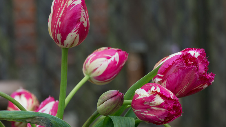 Tulips with breaking virus