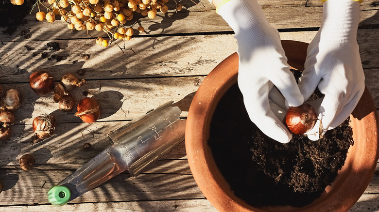 Person inspecting tulip bulb