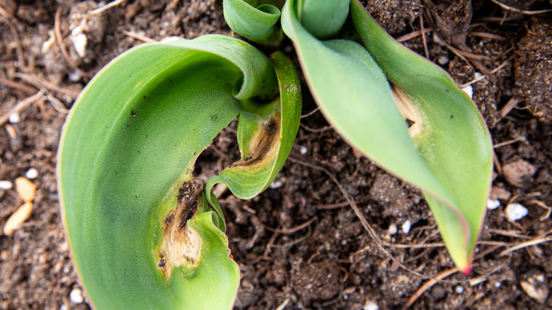 Leaves on a diseased tulip