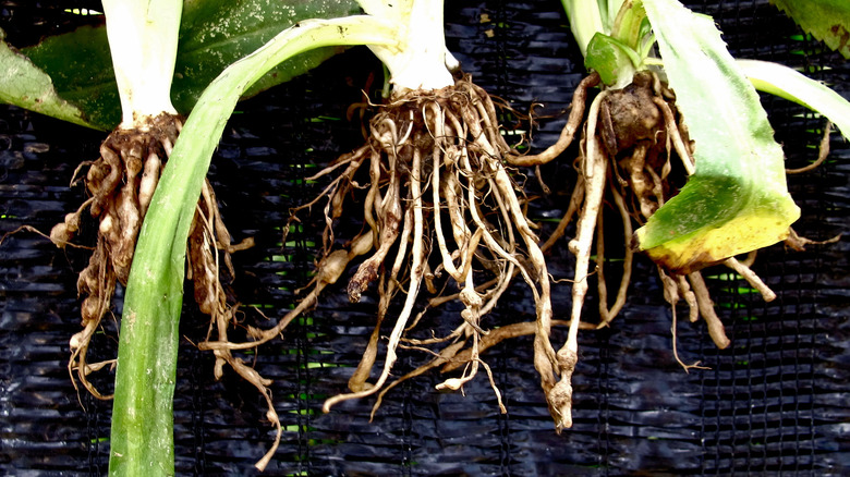 nematode rot in plant roots