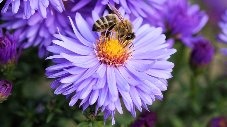 Bee on flower