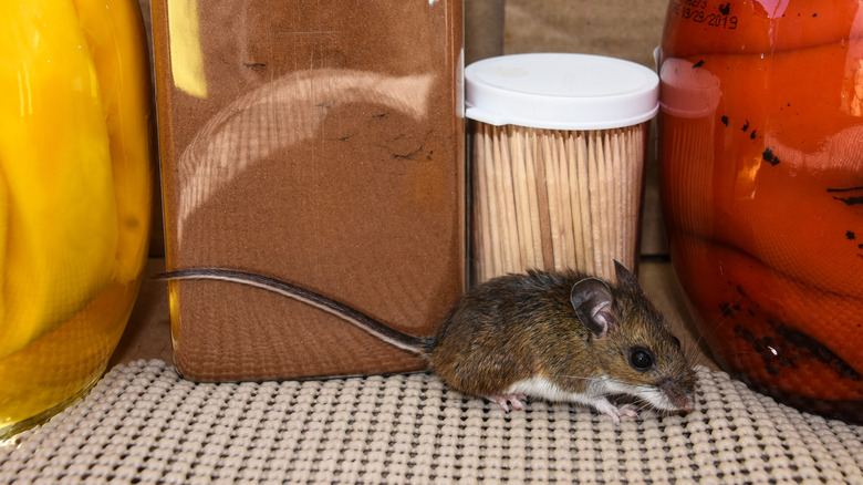 Mouse in the pantry