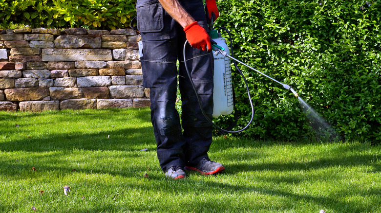 Person spraying a lawn