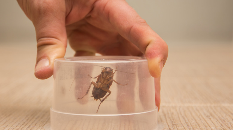 Cockroach in a trap