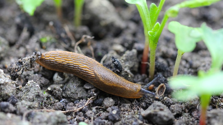 Slug trap in the garden