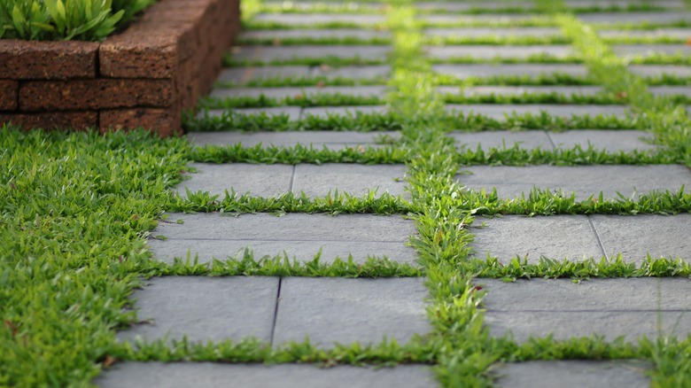 garden paver walkway