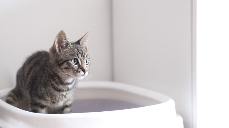 Cat sits in litter box