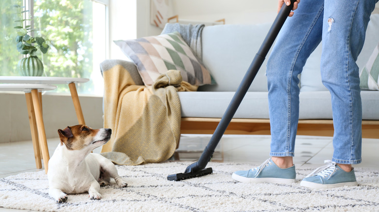 Few of lower half of a person vacuuming carpet in the living room with a dog sitting nearby