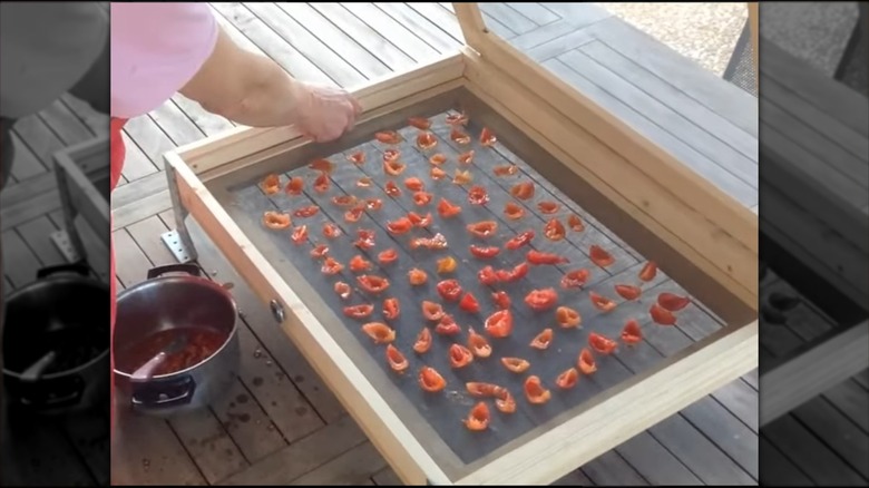 Tomatoes on screen sun-drying rack