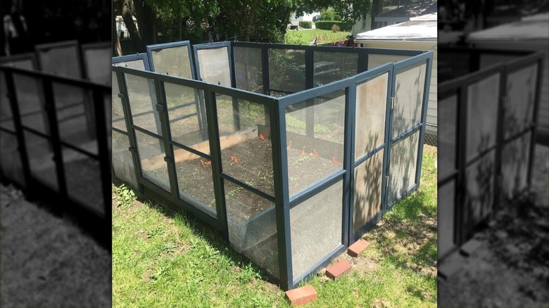 Garden surrounded by window screens